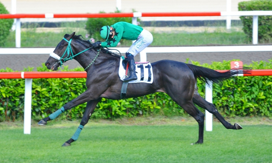 Gazi Race: The Crown Jewel Of Horse Racing In Istanbul