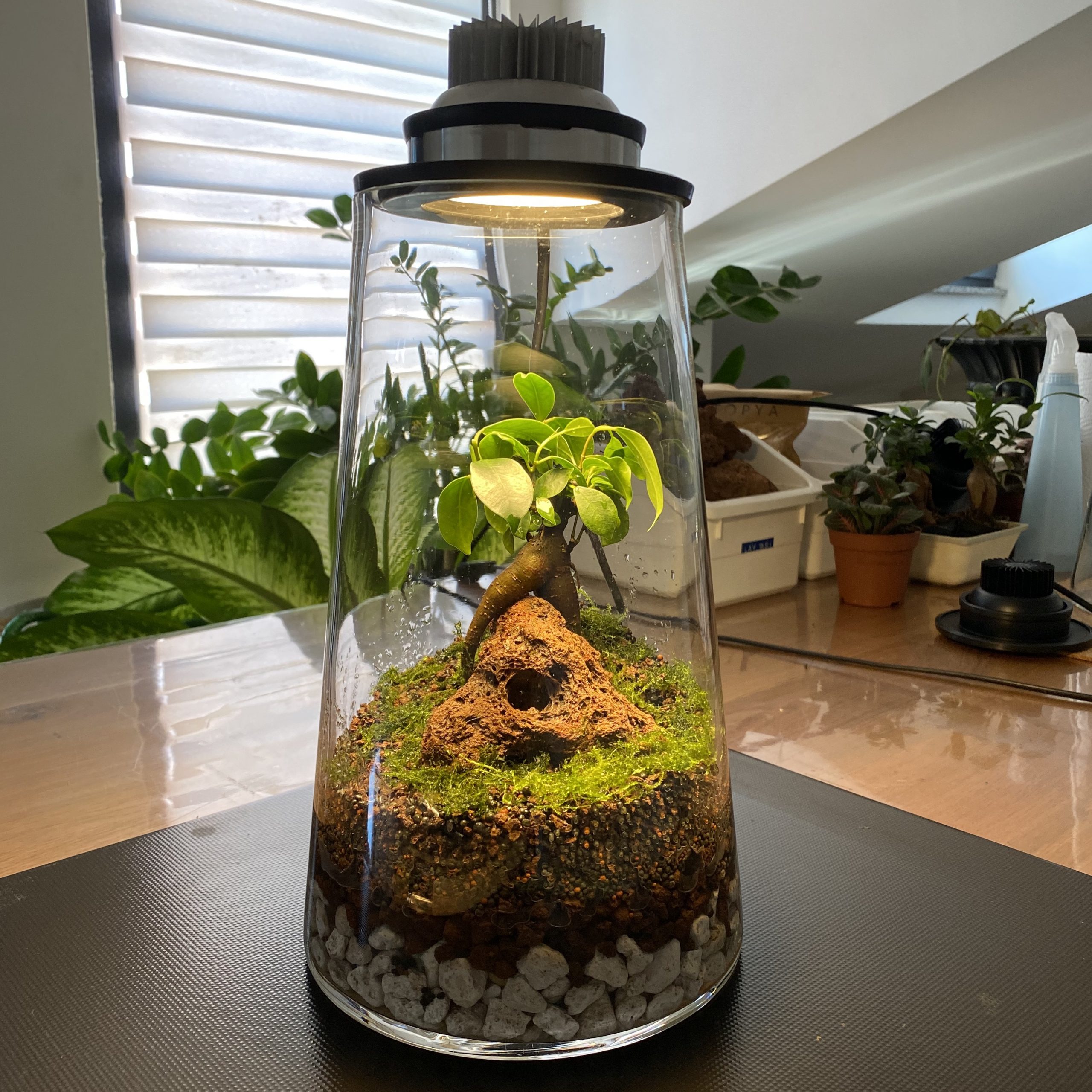 Sutopya Teraryum Seti + Online Eğitim+Mini Bonsai Ağacı+Zamanlayıcı Soketi